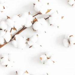 Newsha Švelnios tekstūros kondicionierius jautriai galvos odai Pure Soft Cotton Conditioner